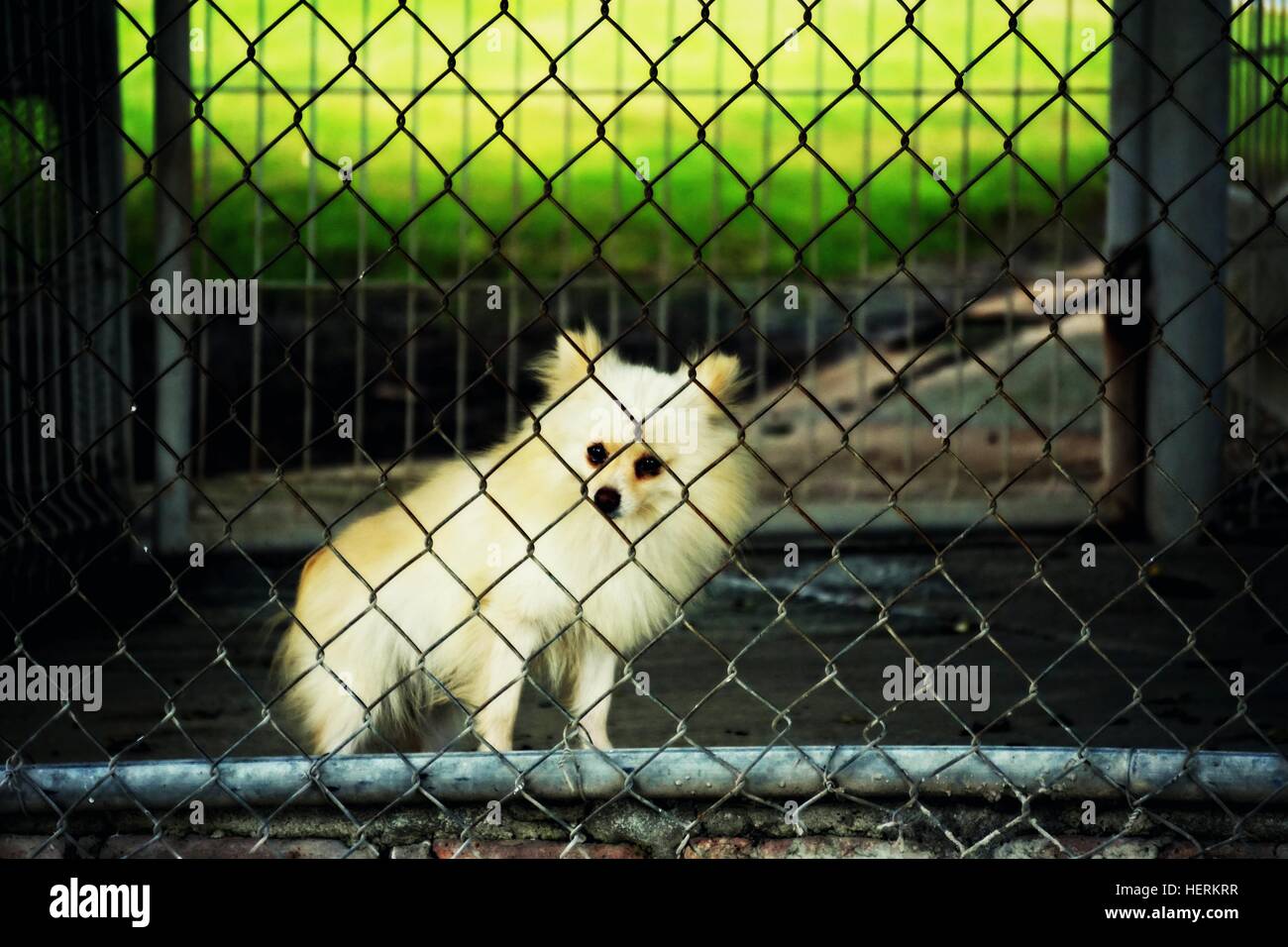 Caged dog Stock Photo