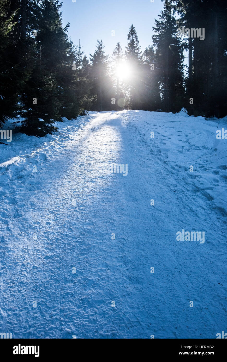 winter hiking trail with snow, trees around, sunlight and clear sky