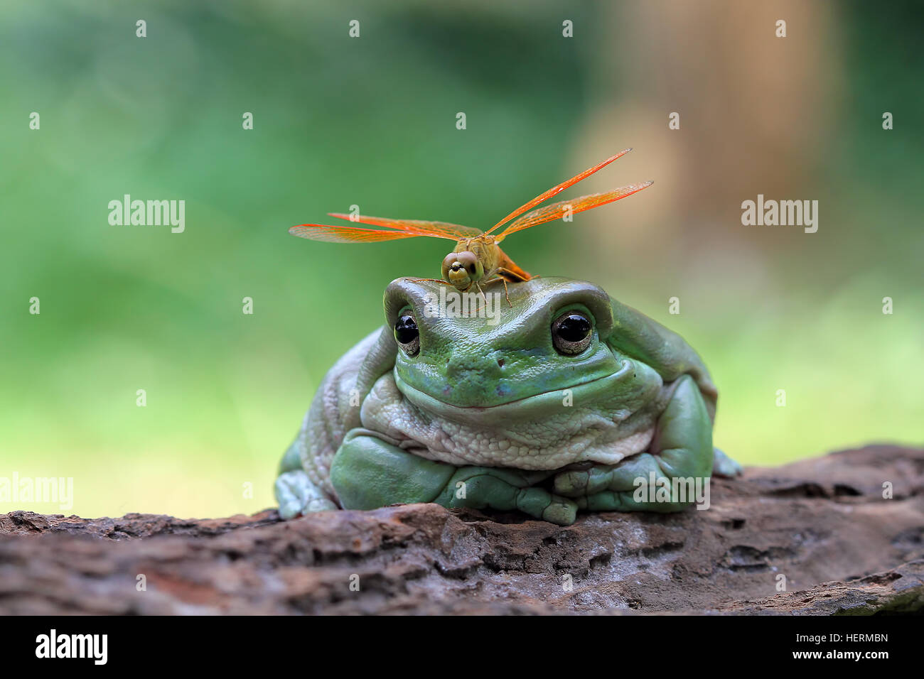 Dragonfly sitting on a dumpy frog, Indonesia Stock Photo
