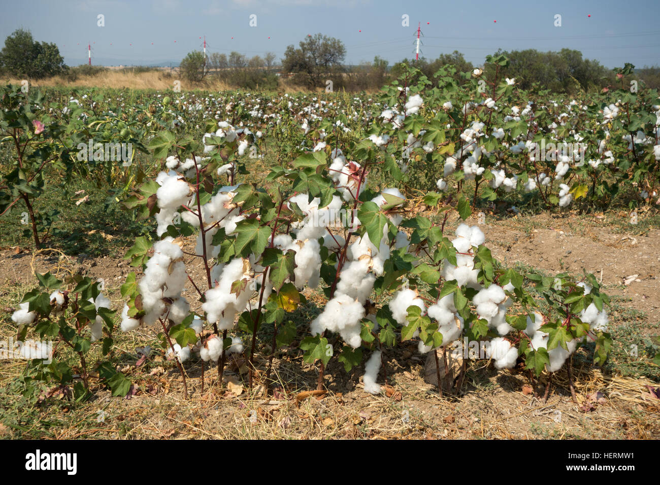 Cotton field in Greece ready for harvesting Stock Photo Alamy