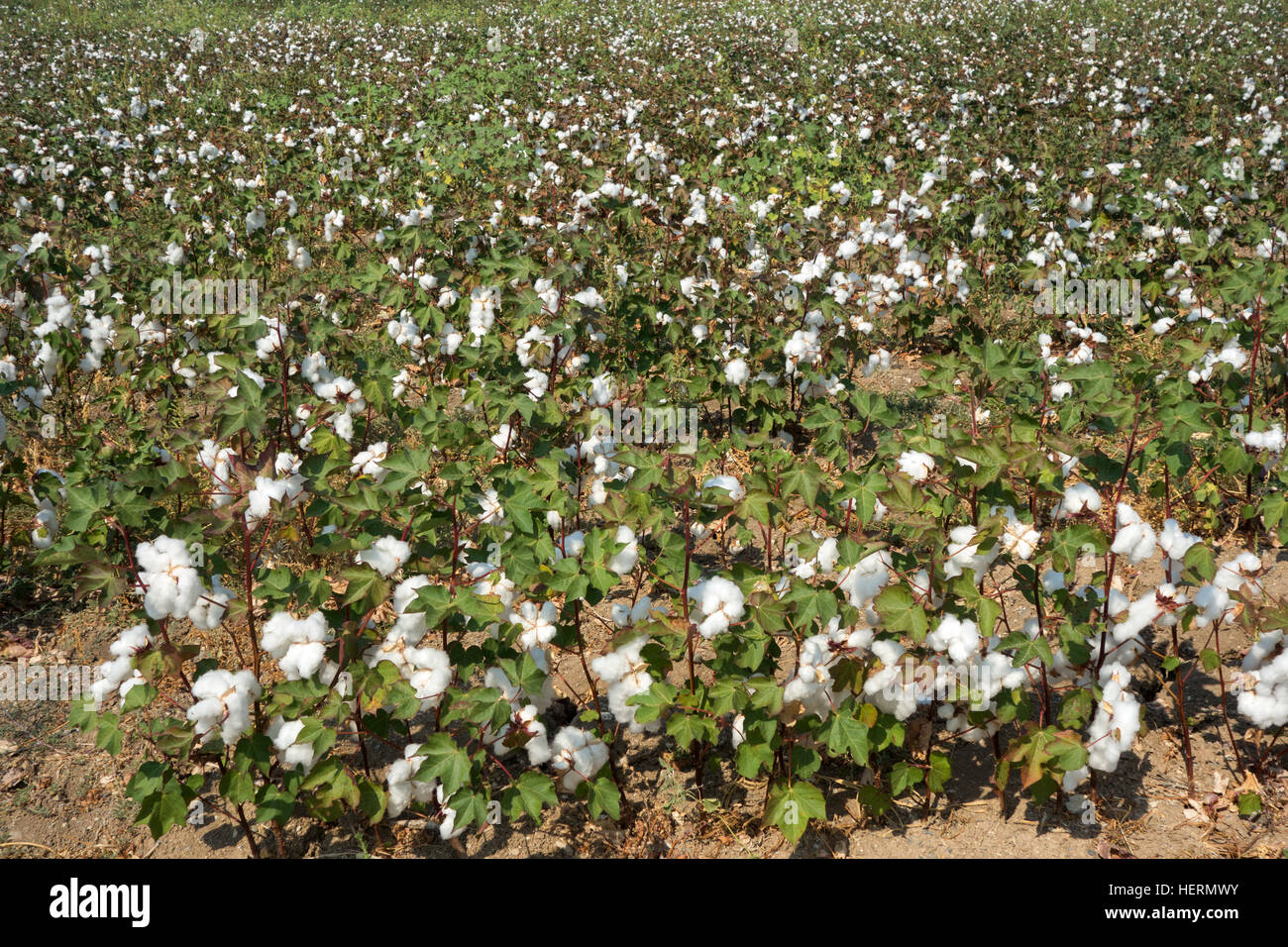 Cotton field in Greece ready for harvesting Stock Photo Alamy