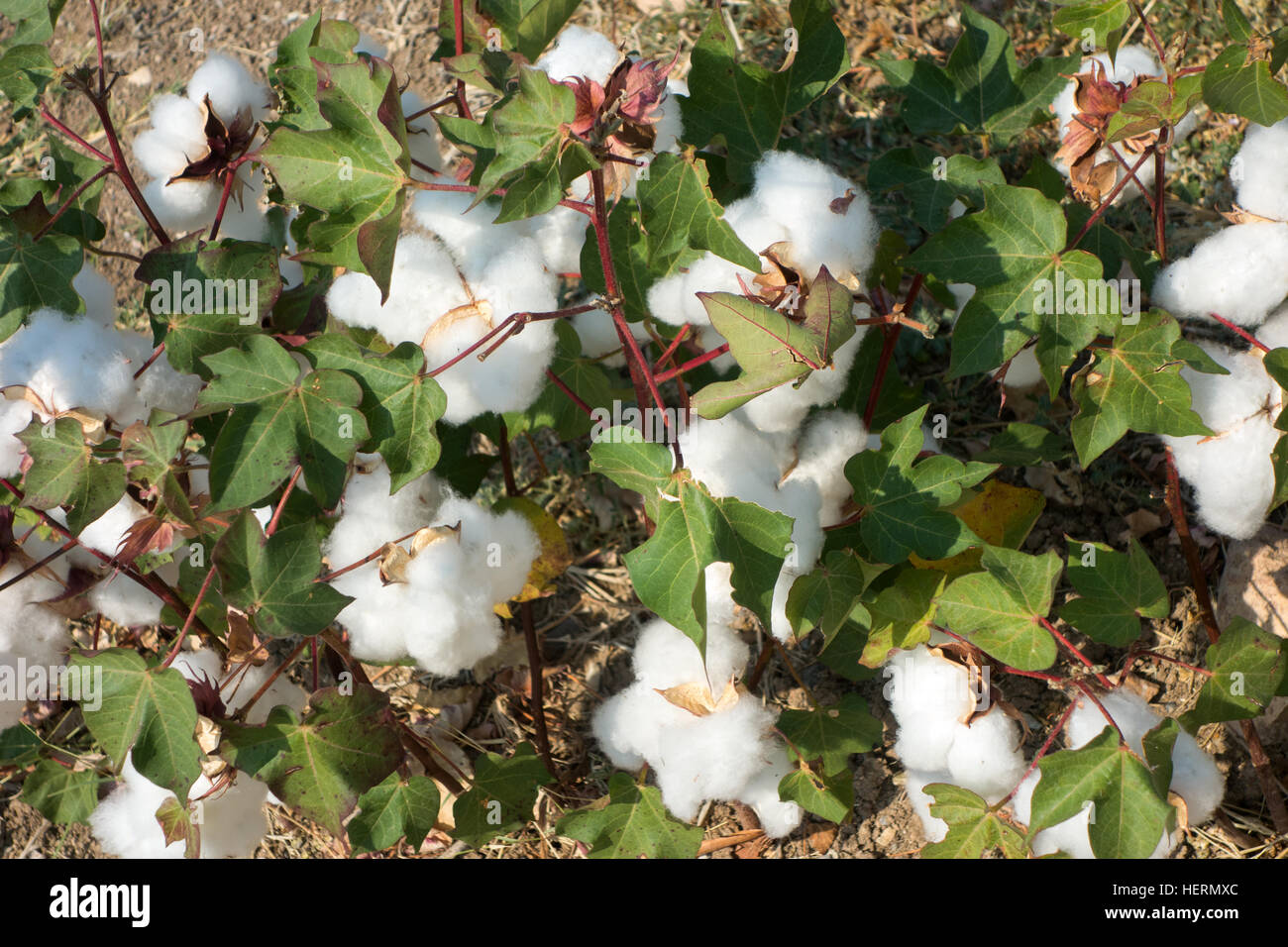 Cotton field in Greece ready for harvesting Stock Photo Alamy