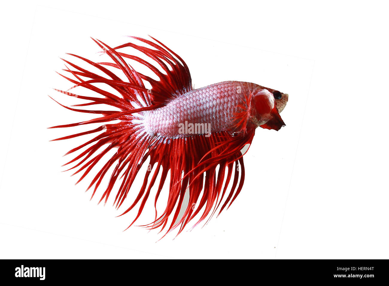 Portrait of a Betta fish Stock Photo - Alamy