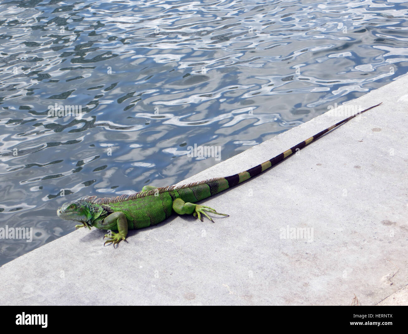Florida lizard hires stock photography and images Alamy