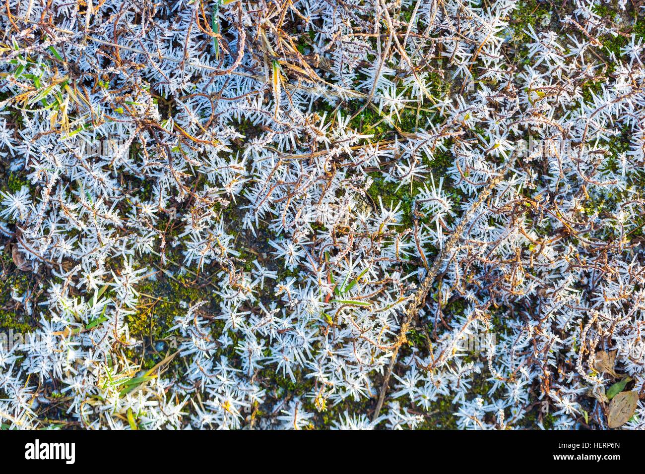 Ice structure on plants. Plants with rime in close up. Natural winter ...