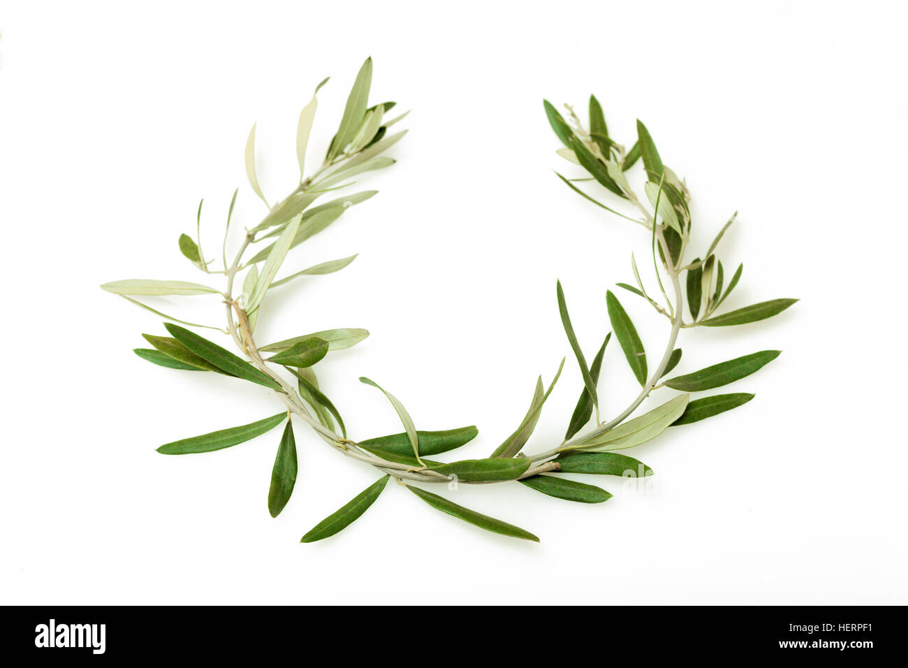 The Olive Wreath Also Known As Kotinos Was The Prize For The Winner At The Ancient Olympic Games