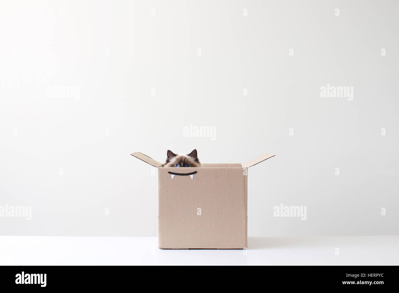 Ragdoll cat hiding in cardboard box with vampire teeth drawing Stock Photo