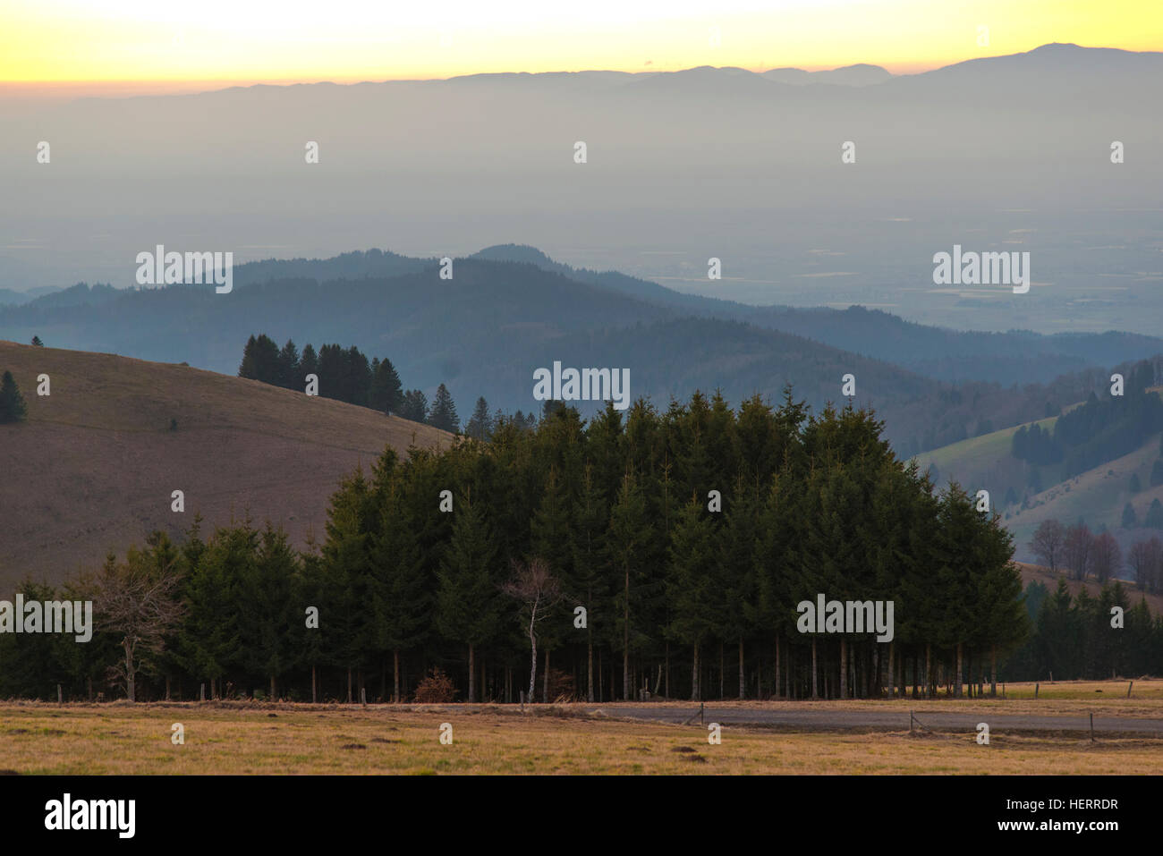 Foreground, a stand of fir trees and behind rolling hills leading to distant Vosges mountains in France Stock Photo