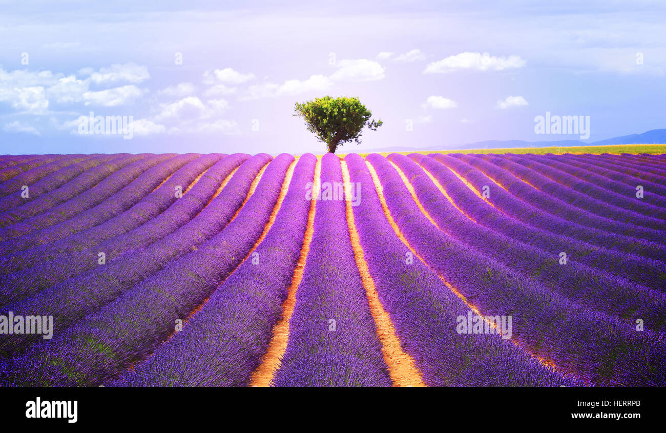 The tree in the lavender field in Valensole, Provence, France, Europe. Stock Photo