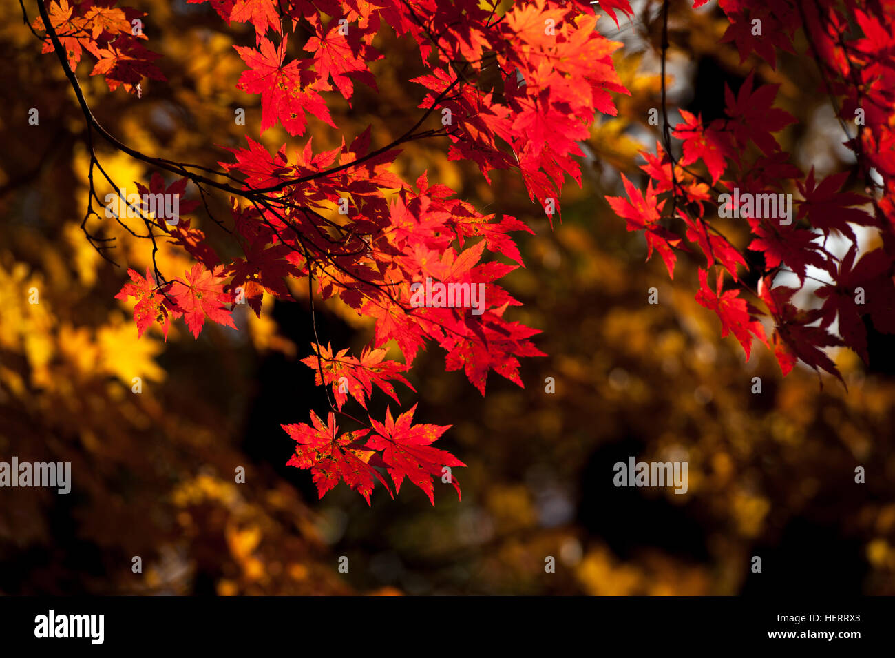 Close-up of autumn leaves, Yanbian, Jilin, China Stock Photo