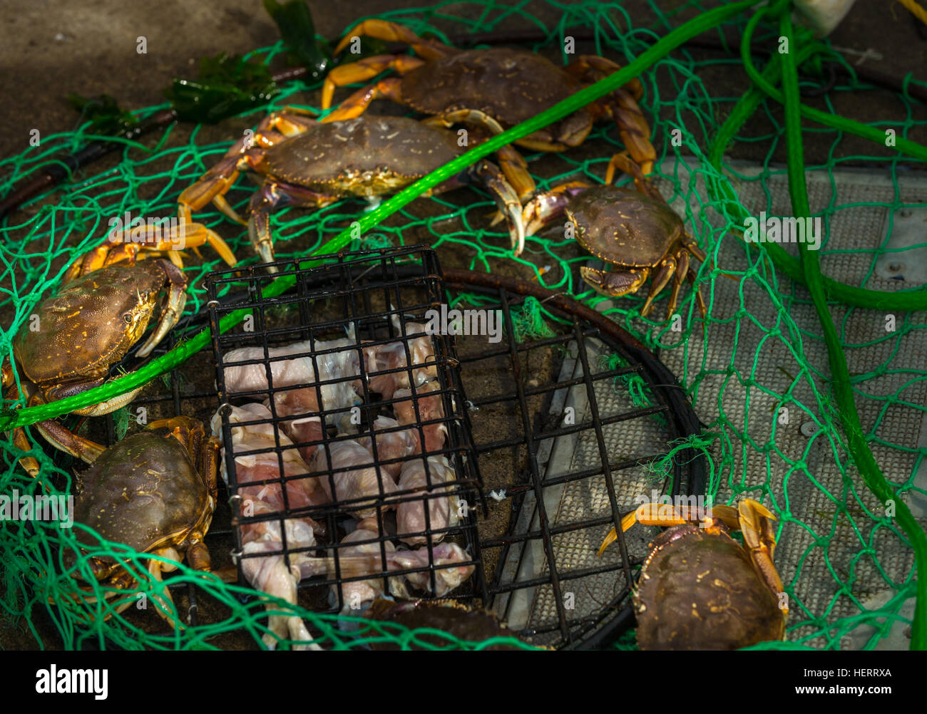 Couple crabs caught in small wire trap Stock Photo