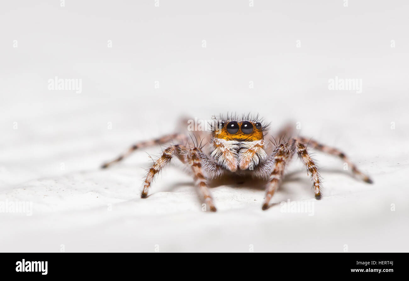 Portrait of a jumping spider (salticidae), Florida, United States Stock Photo