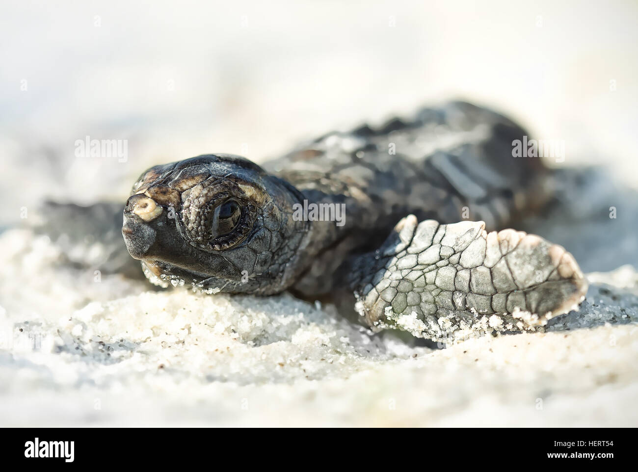 Hatchling loggerhead turtle (Caretta caretta) on beach, Florida, United States Stock Photo