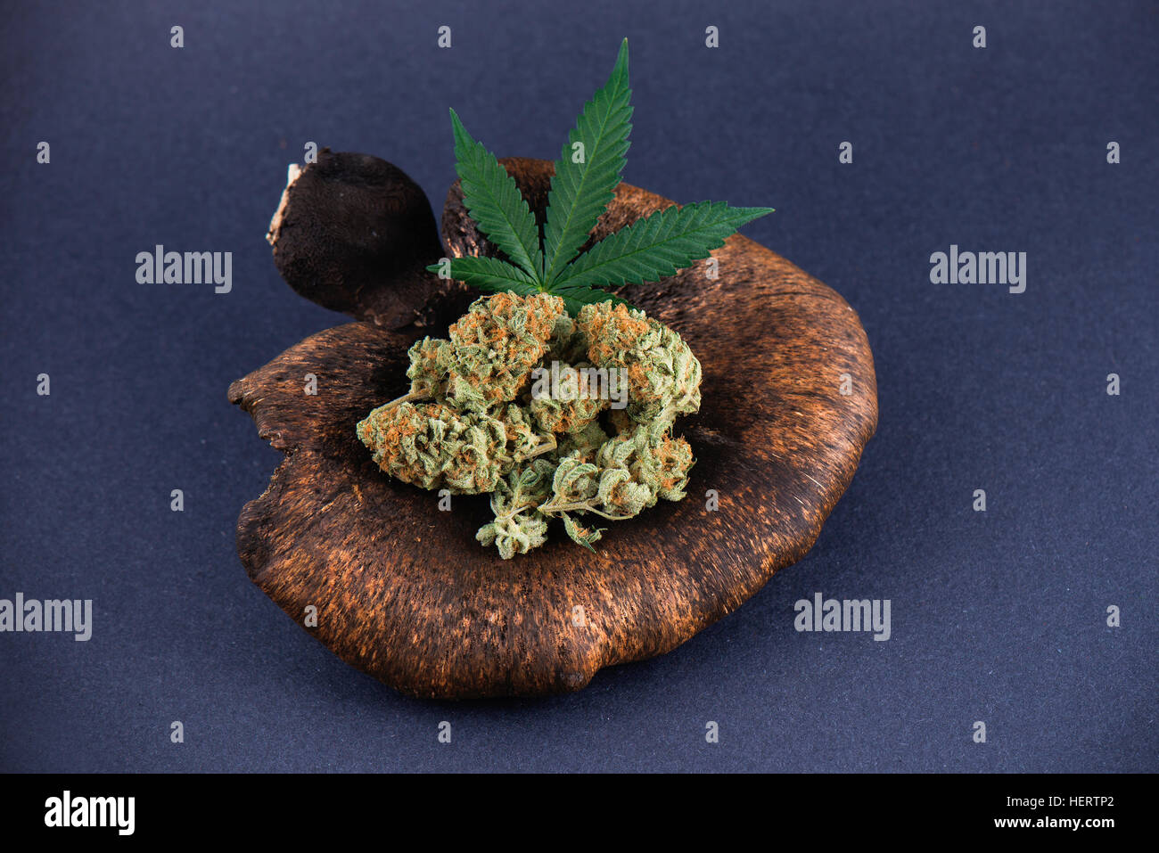 Detail of cannabis buds arrangement (mango puff strain) with pot leaf