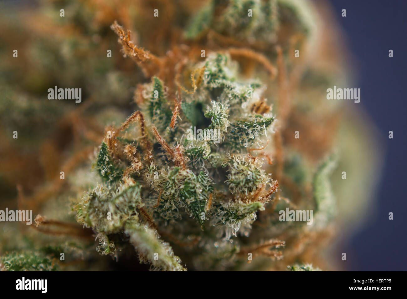 Abstract macro detail of cannabis bud from “mango puff” marijuana