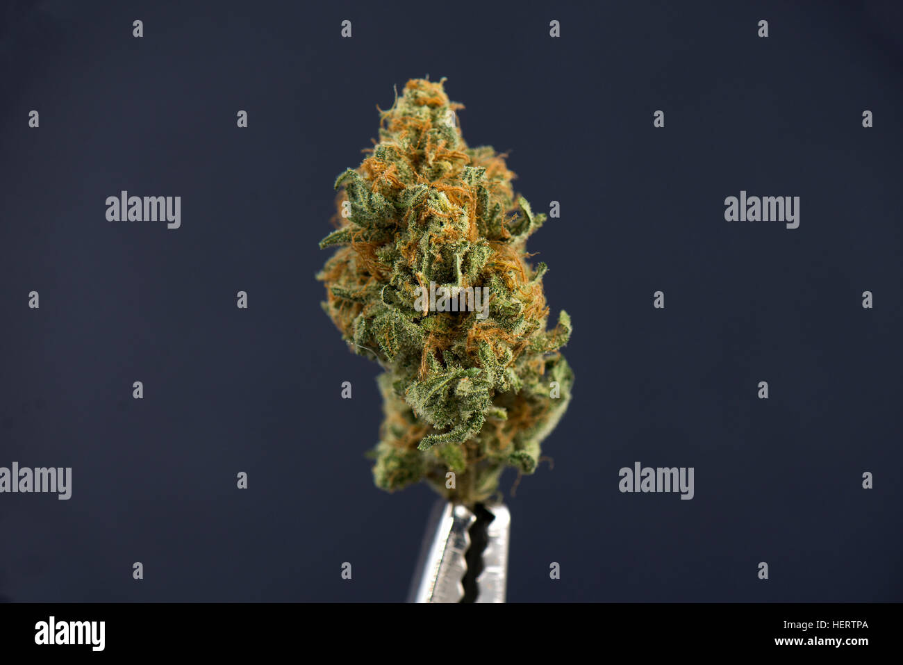Single cannabis bud (mango puff strain) isolated on dark background