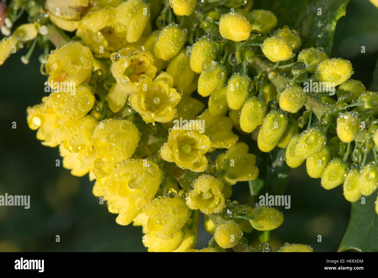 Mahonia x media 'Winter Sun' flowering garden shrub in full winter sunlight Stock Photo