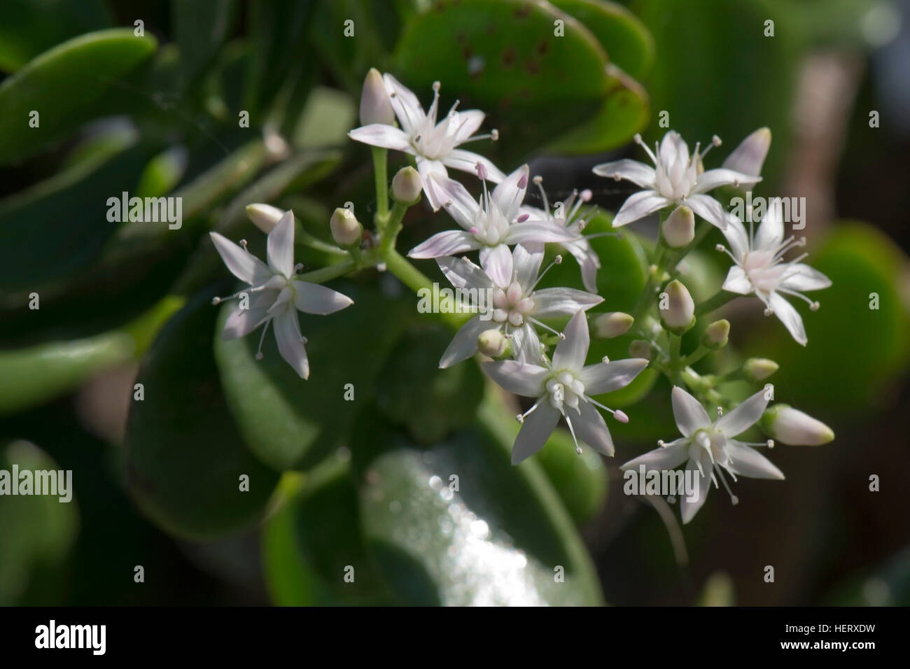 Money tree, jade tree, lucky tree, Crassula ovata, white flowers on succulent houseplant Stock Photo