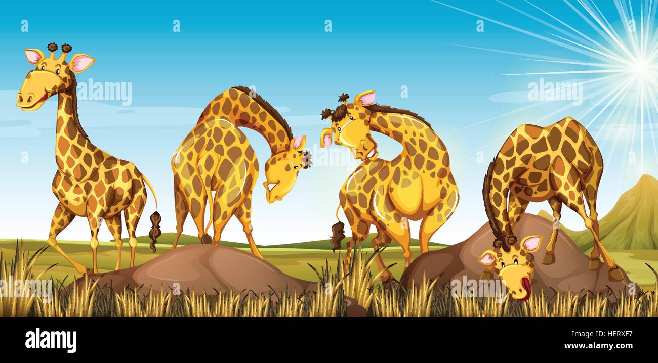 Four giraffes in the field illustration Stock Vector Image & Art - Alamy