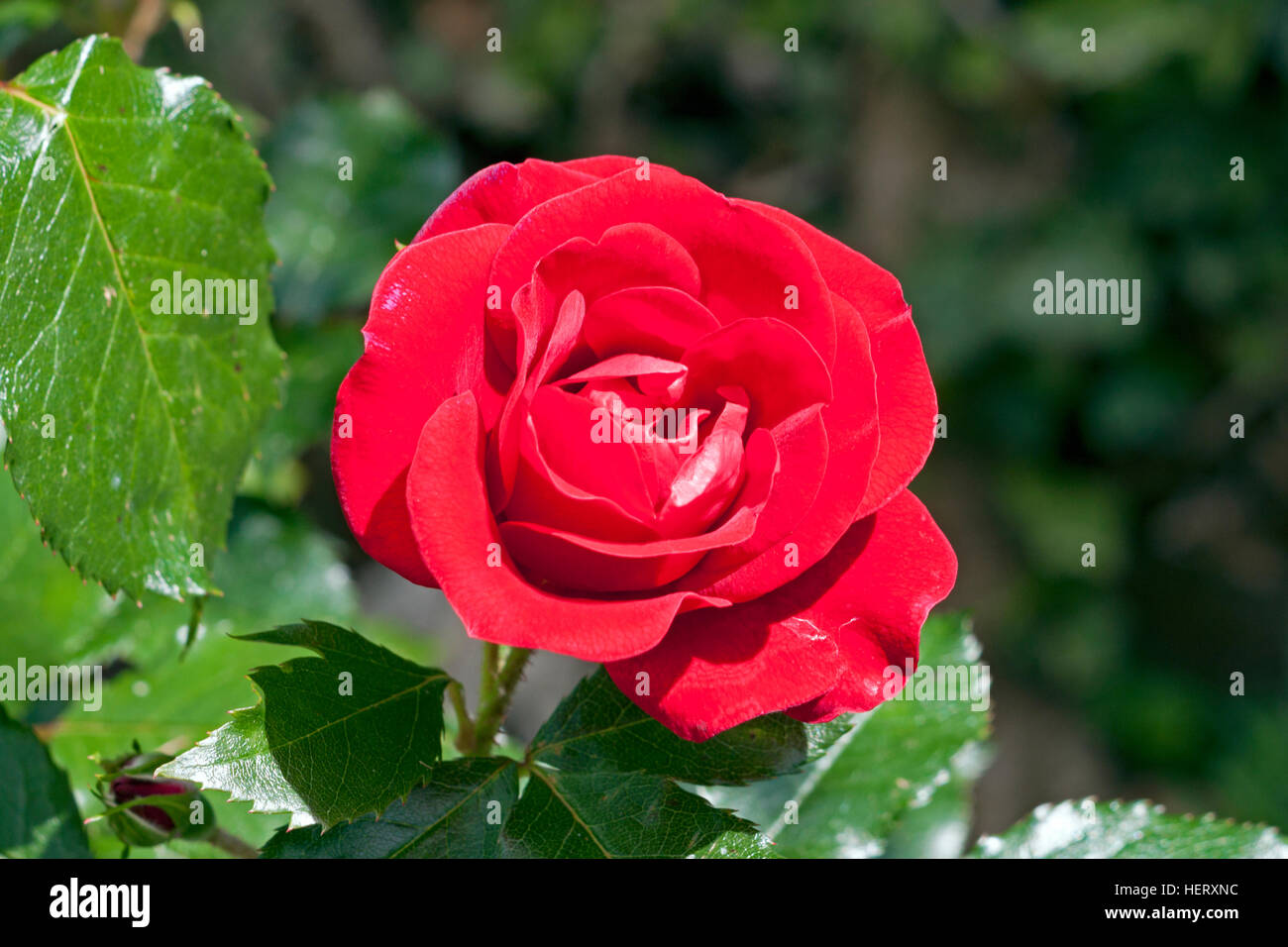 Red rose in bloom hi-res stock photography and images - Alamy