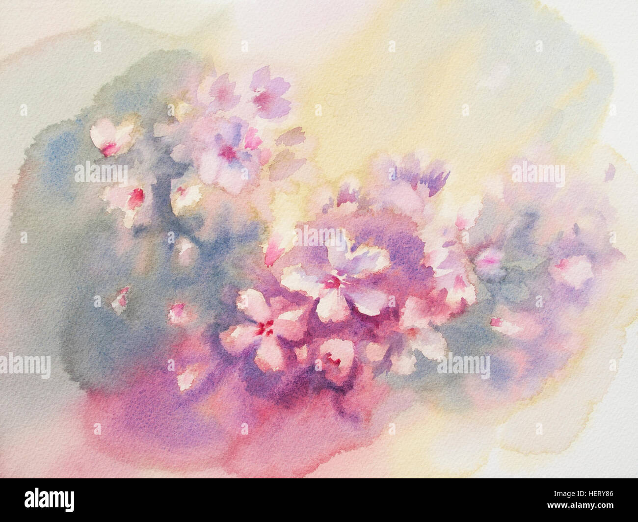 sakura flower color watercolor Stock Photo - Alamy