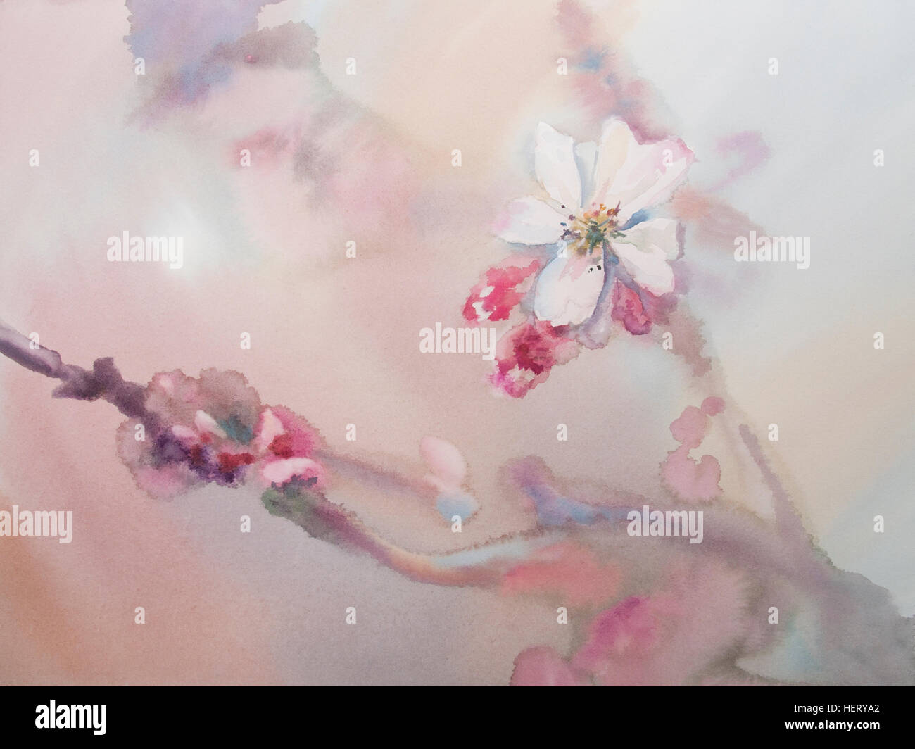 sakura white flower watercolor Stock Photo - Alamy