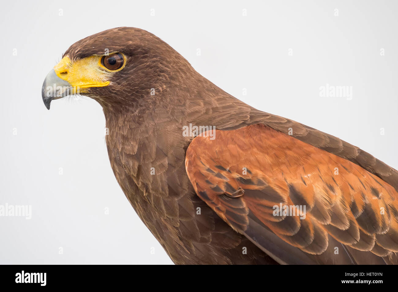 Eagle is a common name for many large birds of prey of the family Accipitridae. Stock Photo