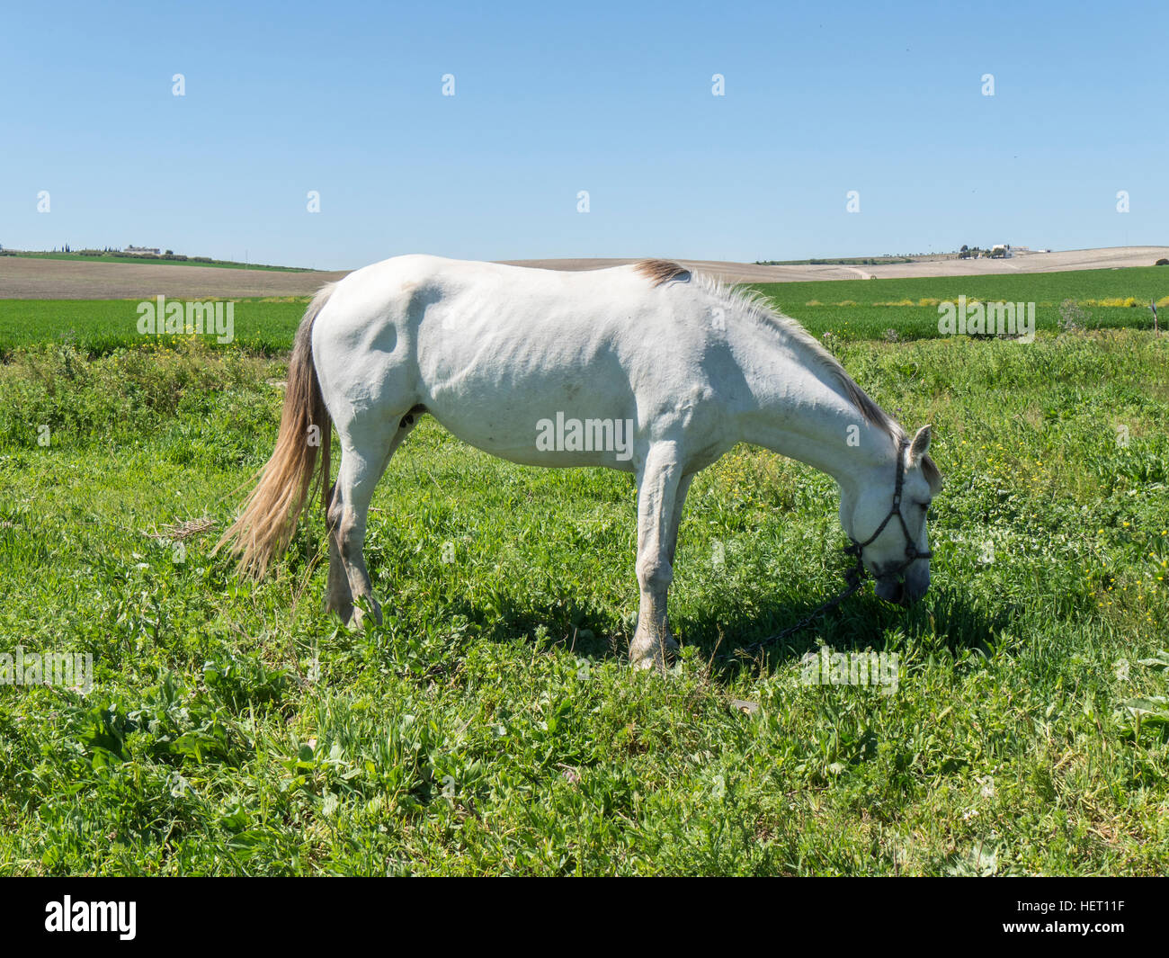 White horse in field, sunny day Stock Photo - Alamy