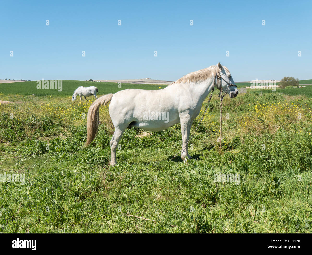 White horses in field, sunny day Stock Photo Alamy