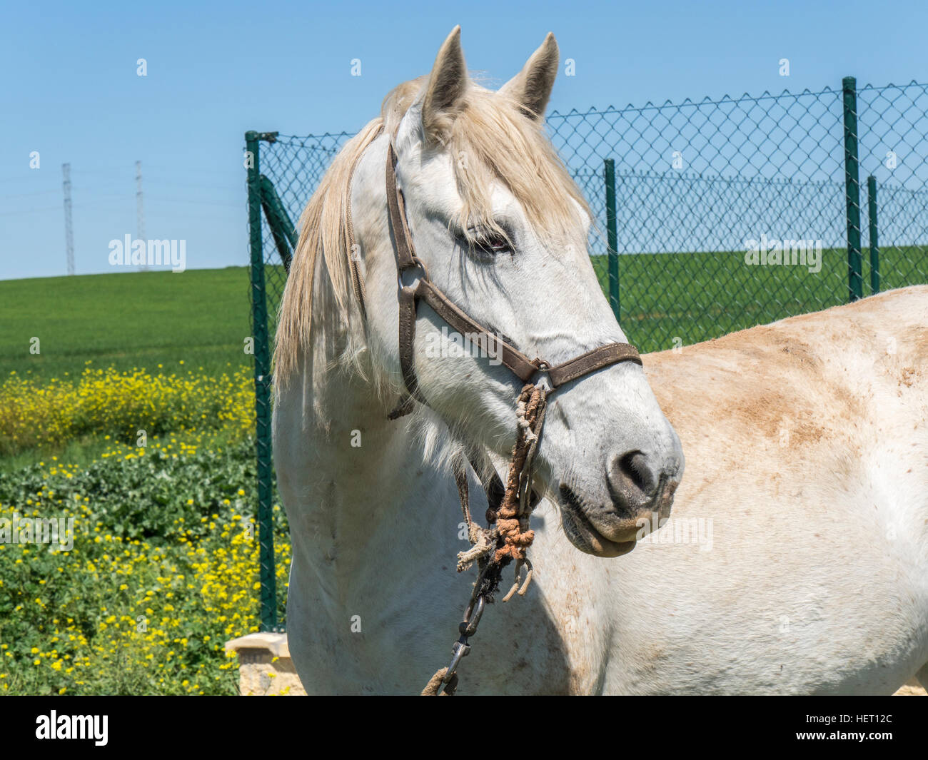 White horse in field, sunny day Stock Photo - Alamy