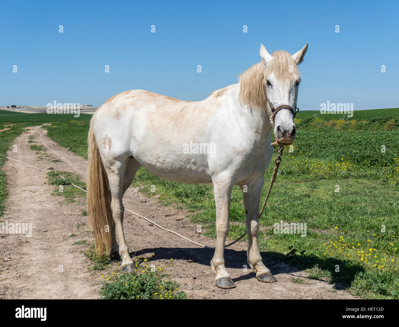 White horse in field, sunny day Stock Photo - Alamy