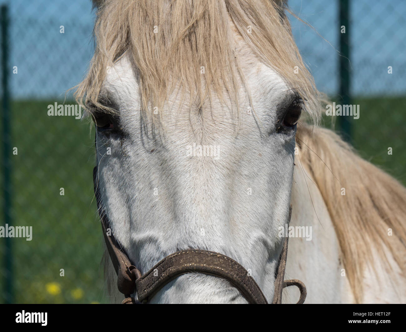 White horse in field, sunny day Stock Photo - Alamy