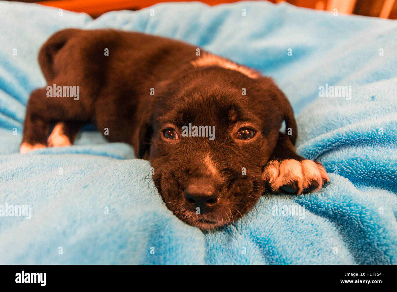 Labrador retriever puppy on blue blanket Stock Photo - Alamy