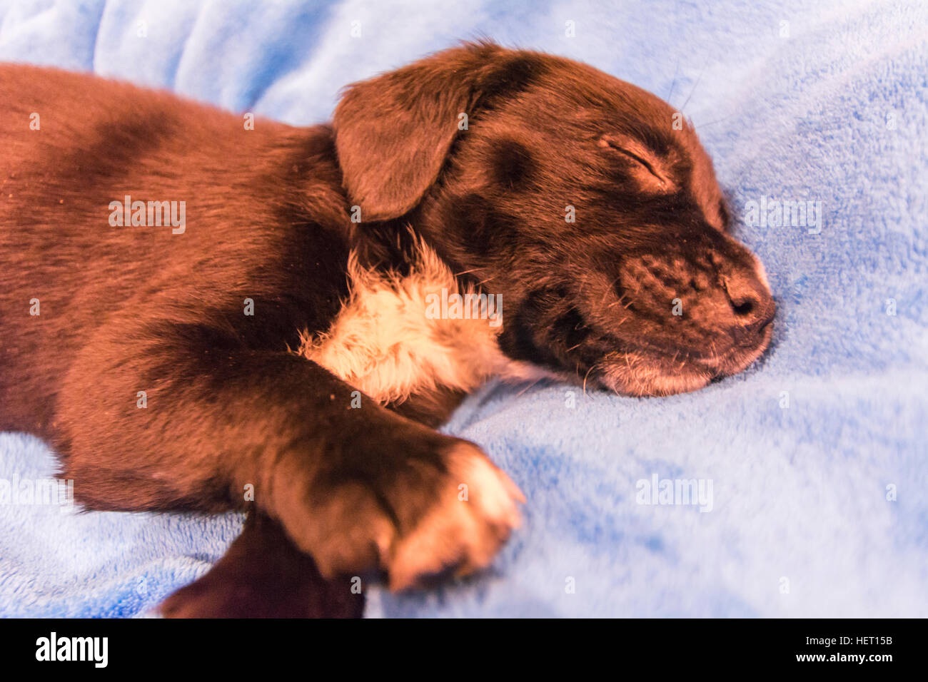 Labrador retriever puppy on blue blanket Stock Photo - Alamy