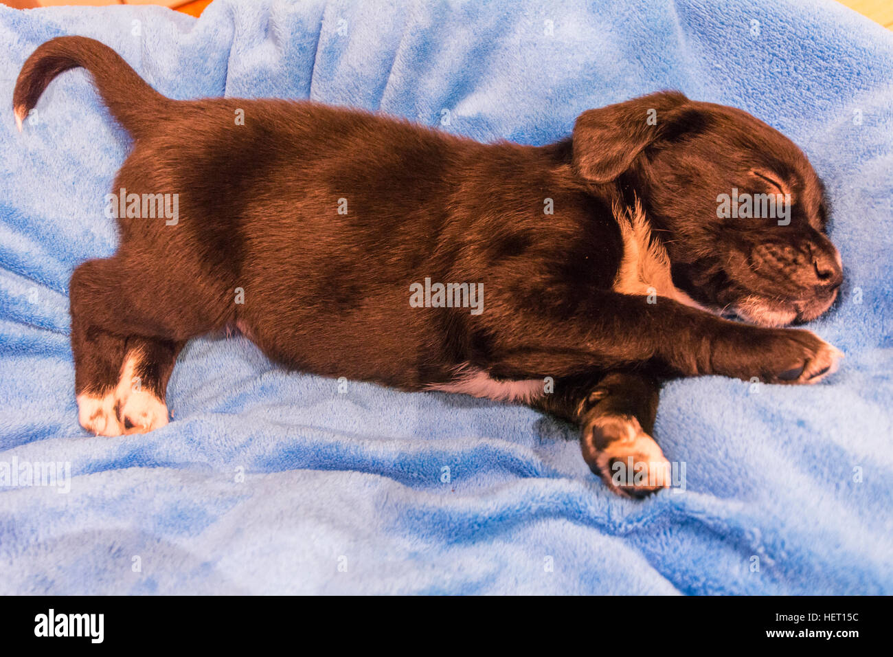 Labrador retriever puppy on blue blanket Stock Photo - Alamy