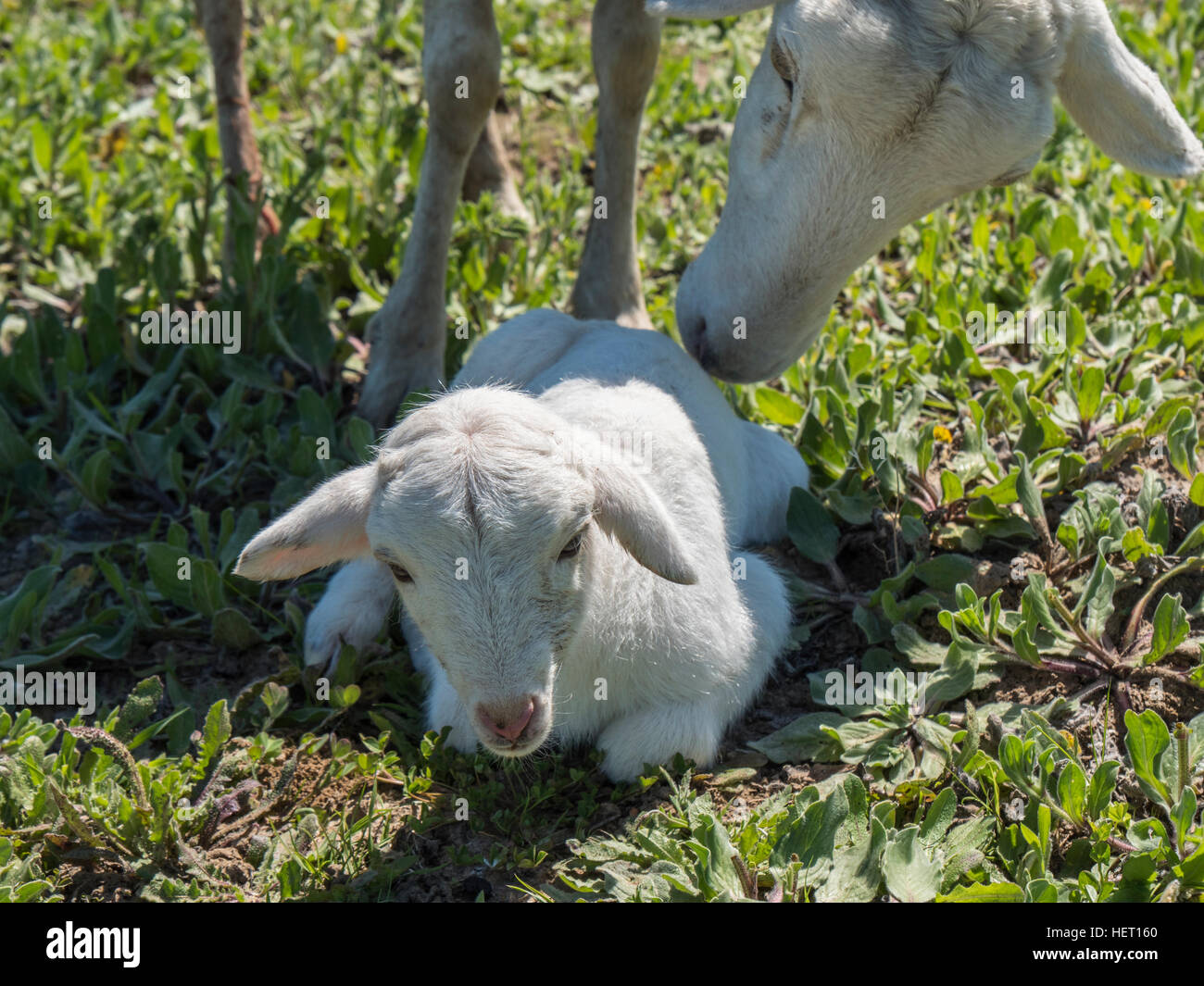 Newborn lamb with his mother in a meadow Stock Photo - Alamy