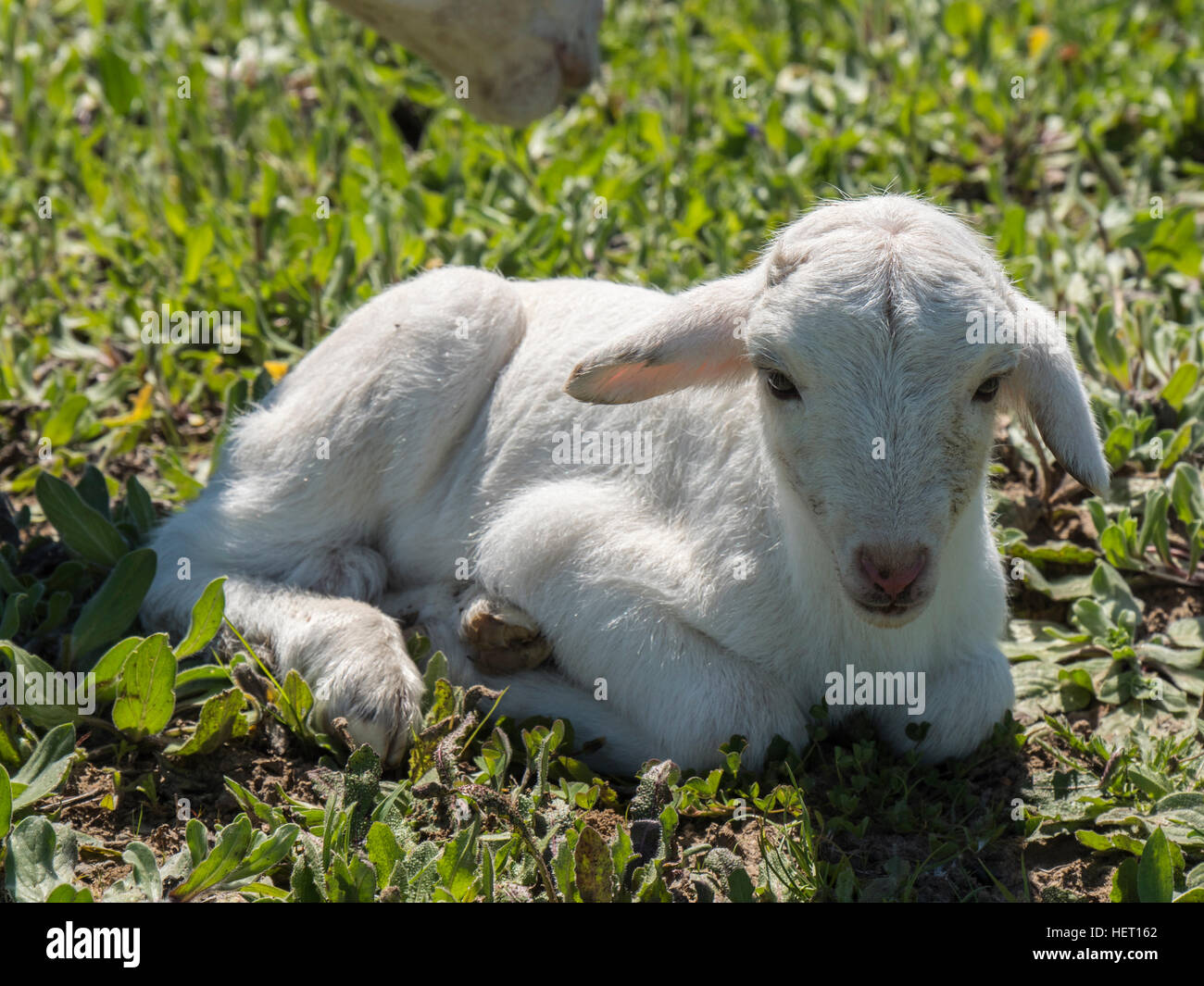 Newborn lamb in a meadow Stock Photo - Alamy