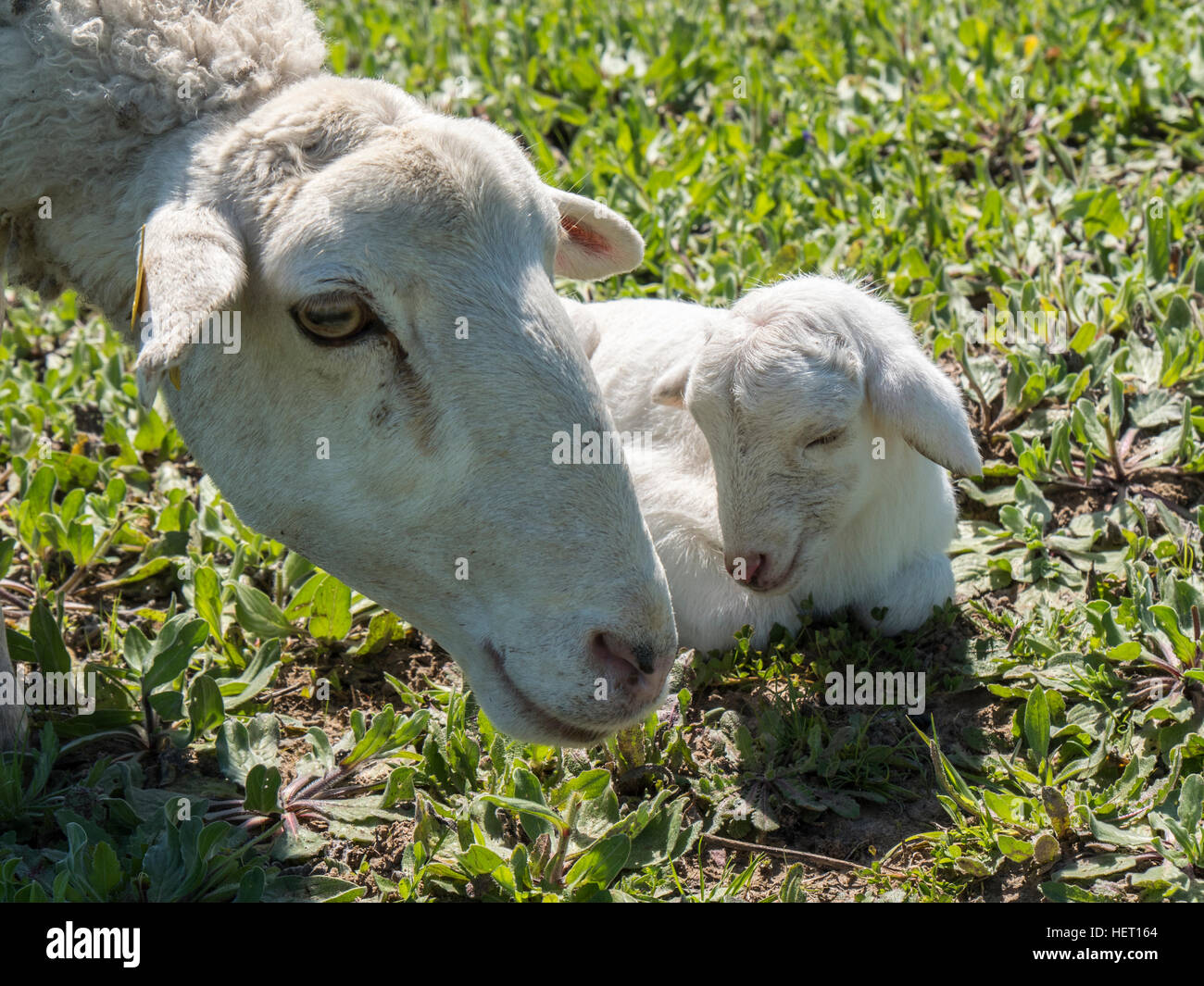 Newborn lamb with his mother in a meadow Stock Photo - Alamy