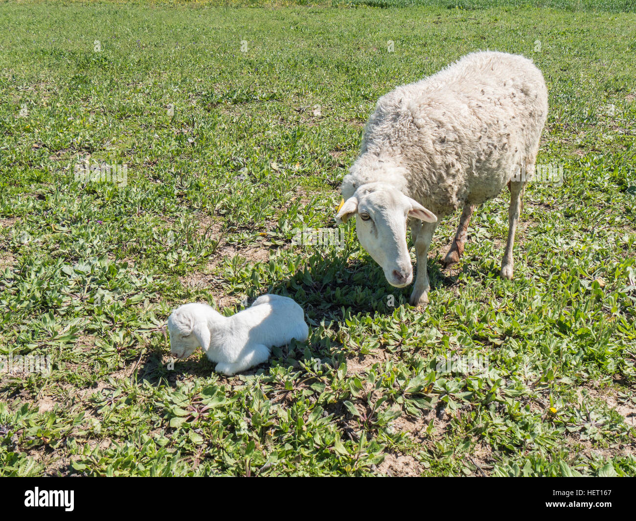 Newborn lamb with his mother in a meadow Stock Photo - Alamy