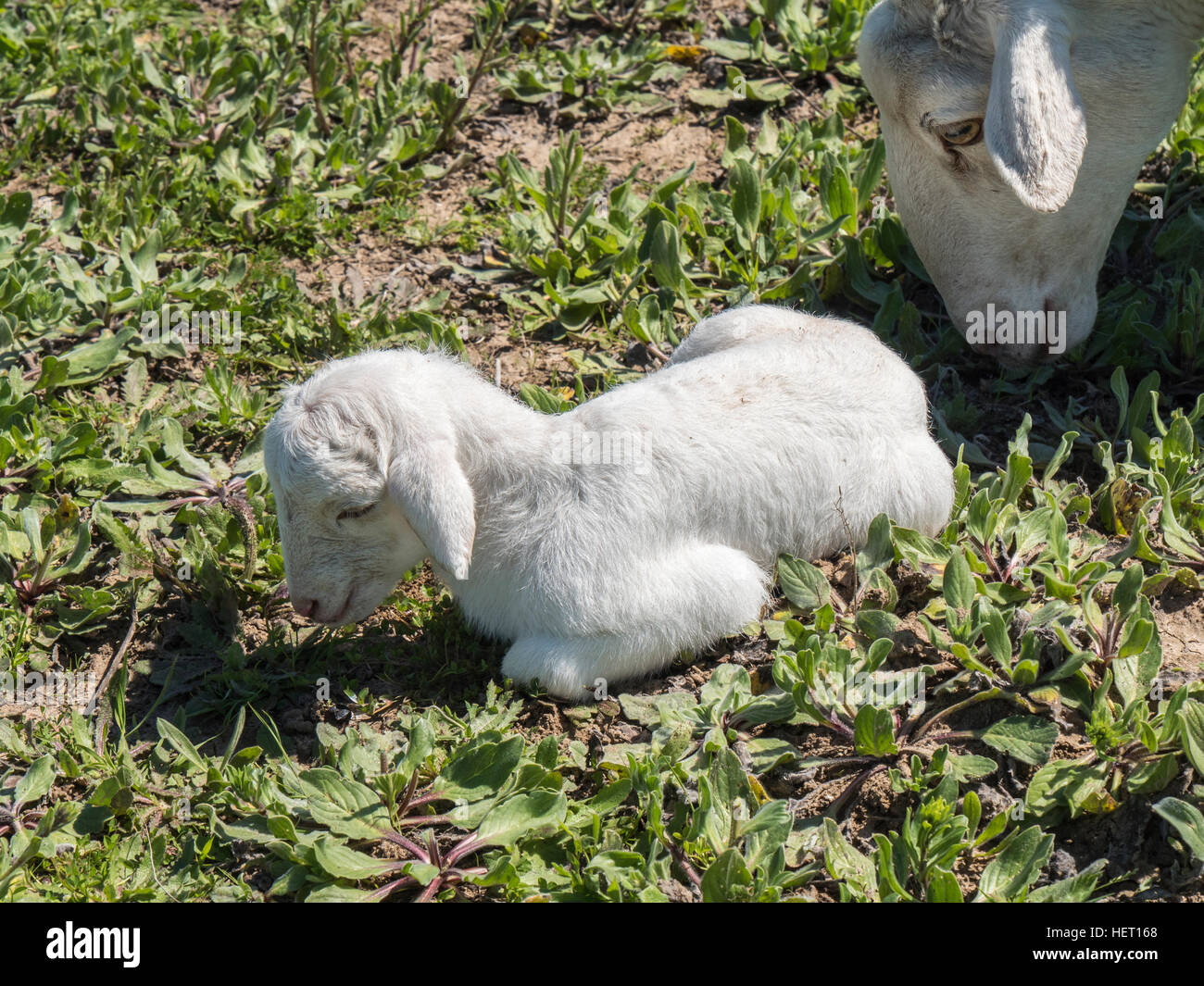 Newborn lamb with his mother in a meadow Stock Photo Alamy