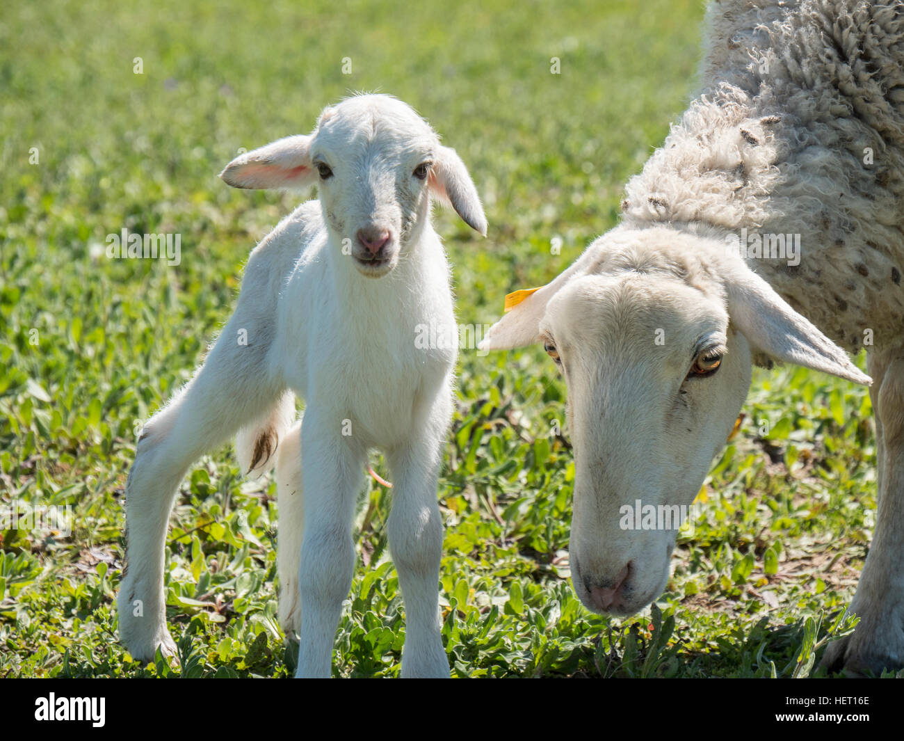 Newborn lamb with his mother in a meadow Stock Photo - Alamy