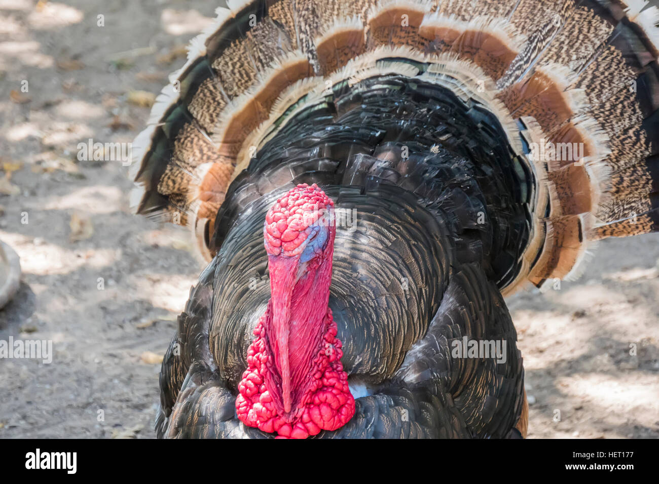 Wild turkey (Meleagris gallopavo) Stock Photo