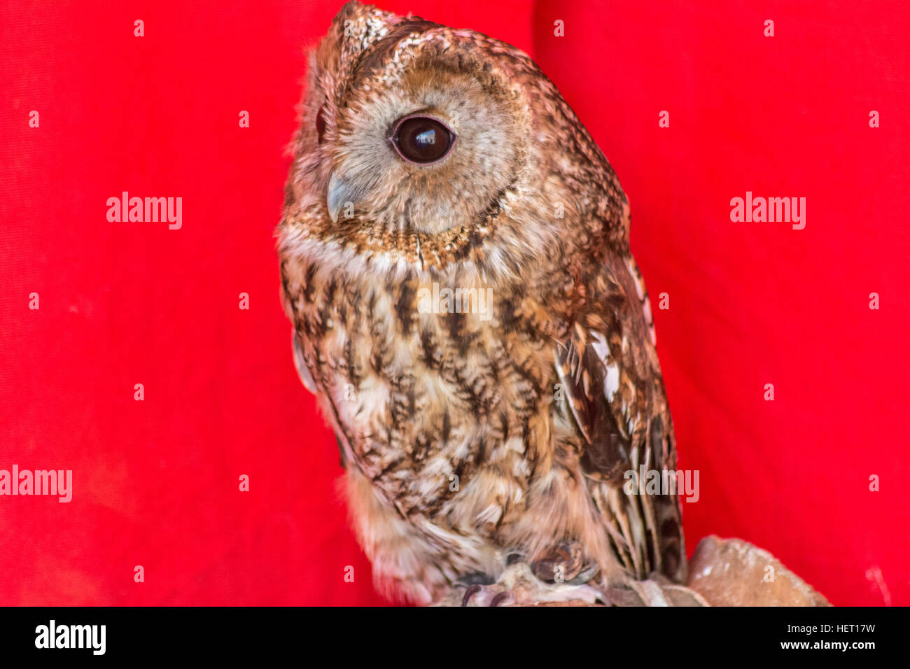 Owl looking curiously Stock Photo