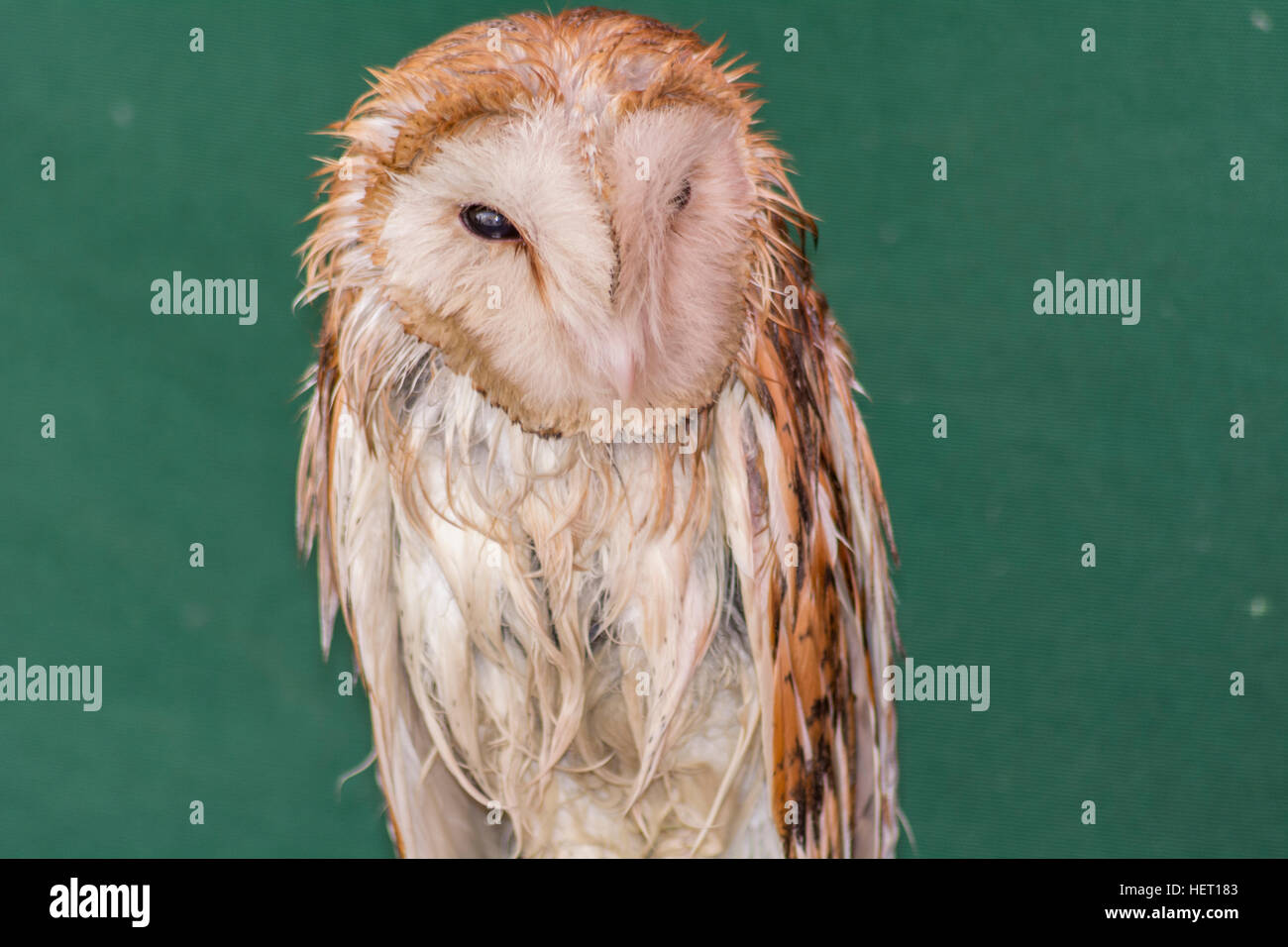 Bleary-eyed owl Stock Photo