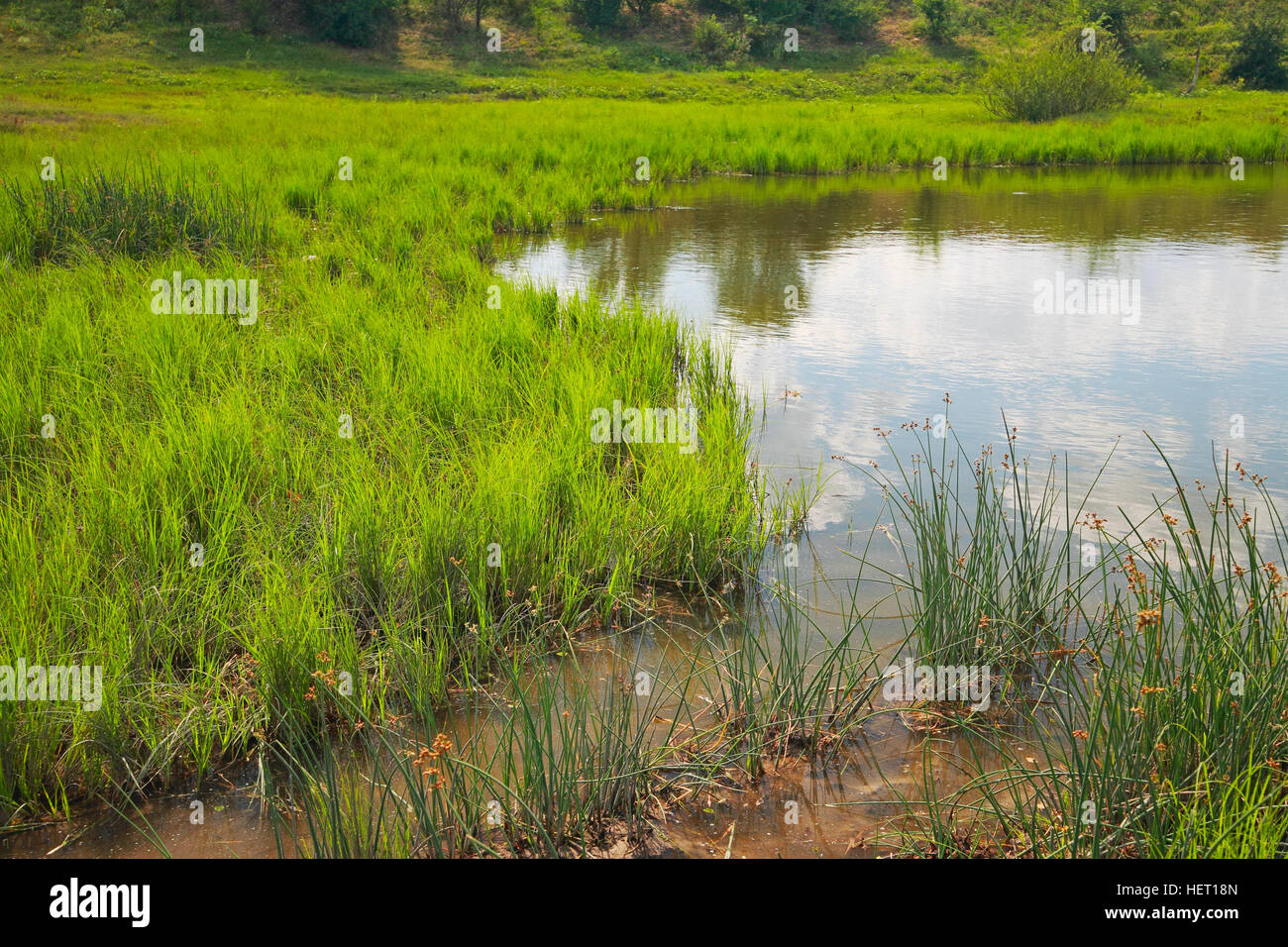 Reeds in the water hires stock photography and images Alamy