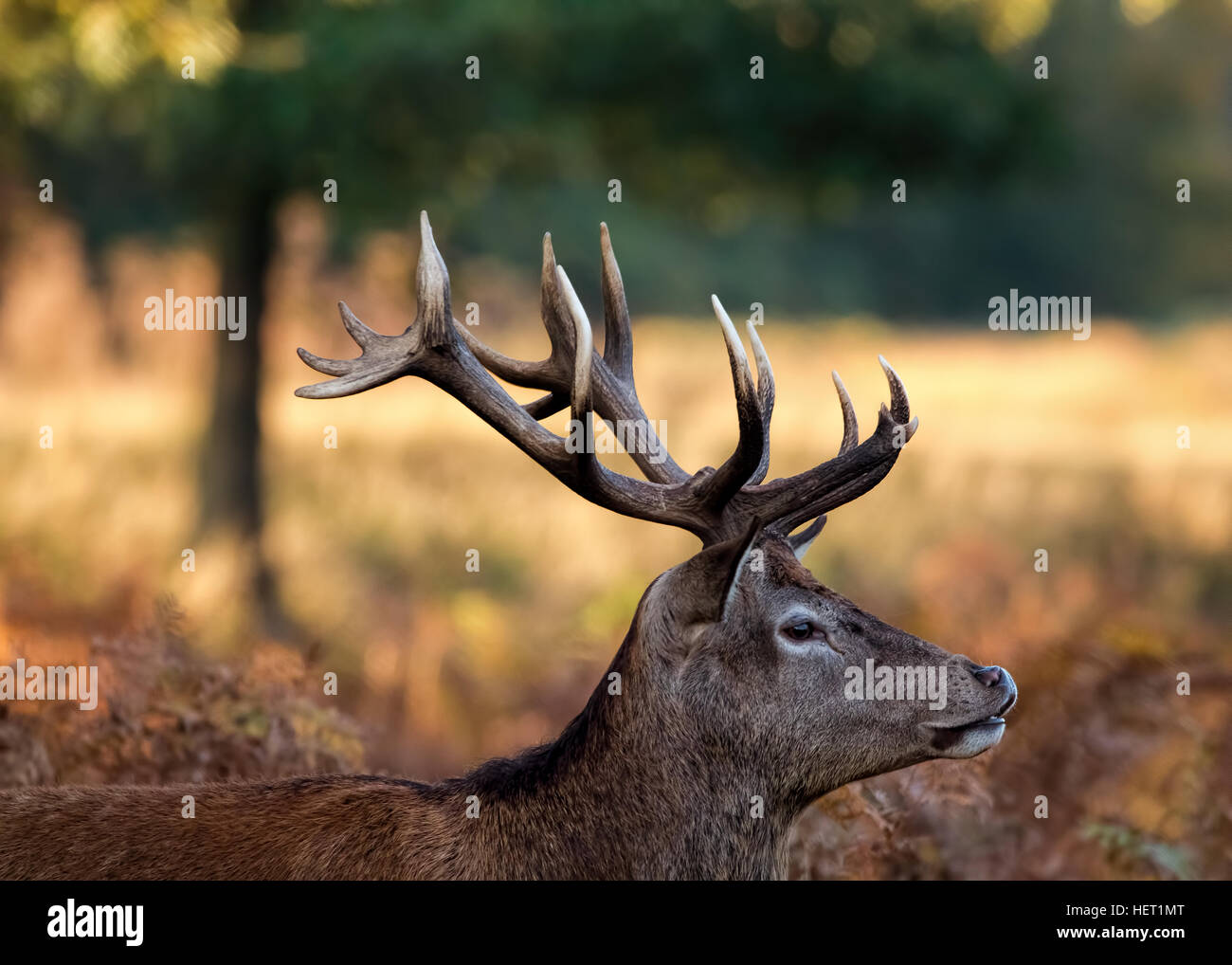 Wild Deer Stag Antlers, Warm Morning Colours Stock Photo