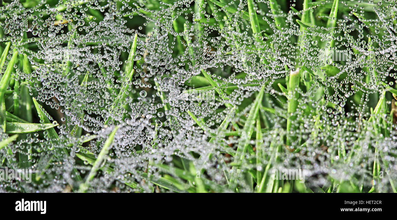 Background of grass spider web covered in dew drops formed in cold