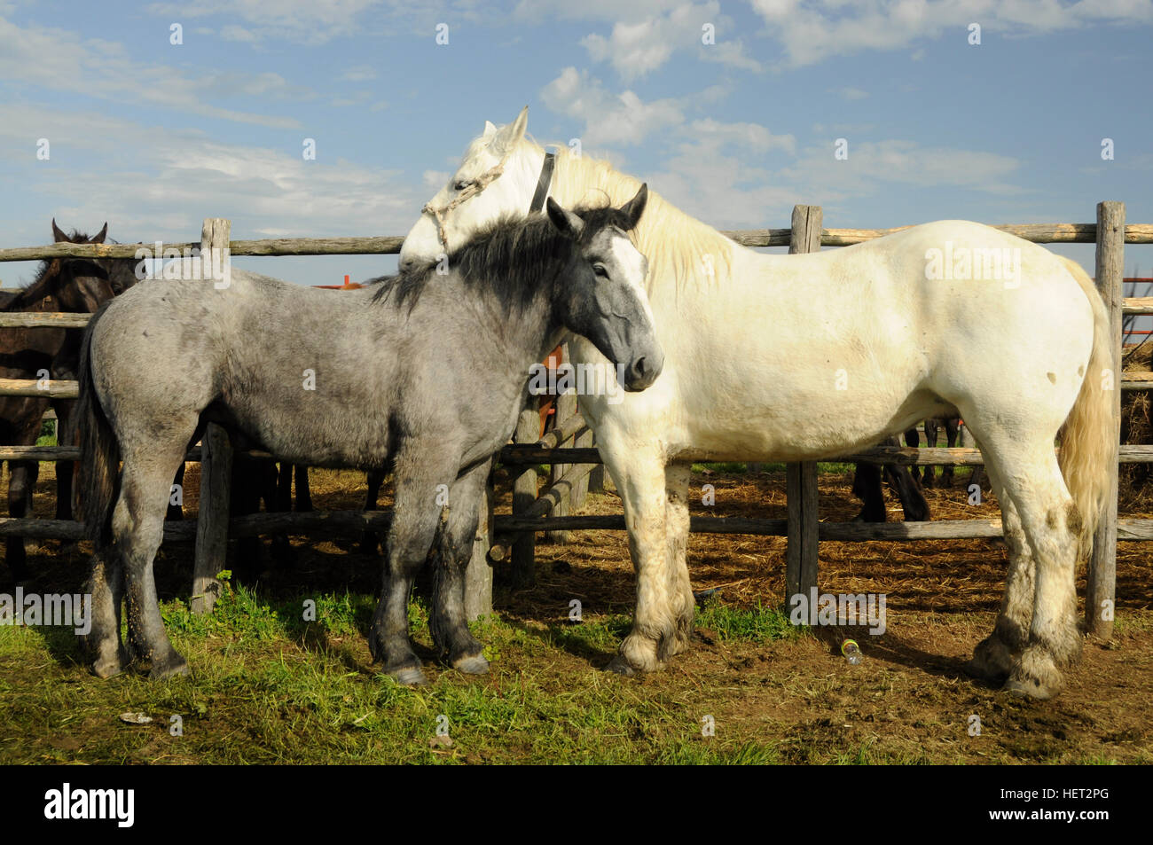 A white and gray horses rubbing together Stock Photo