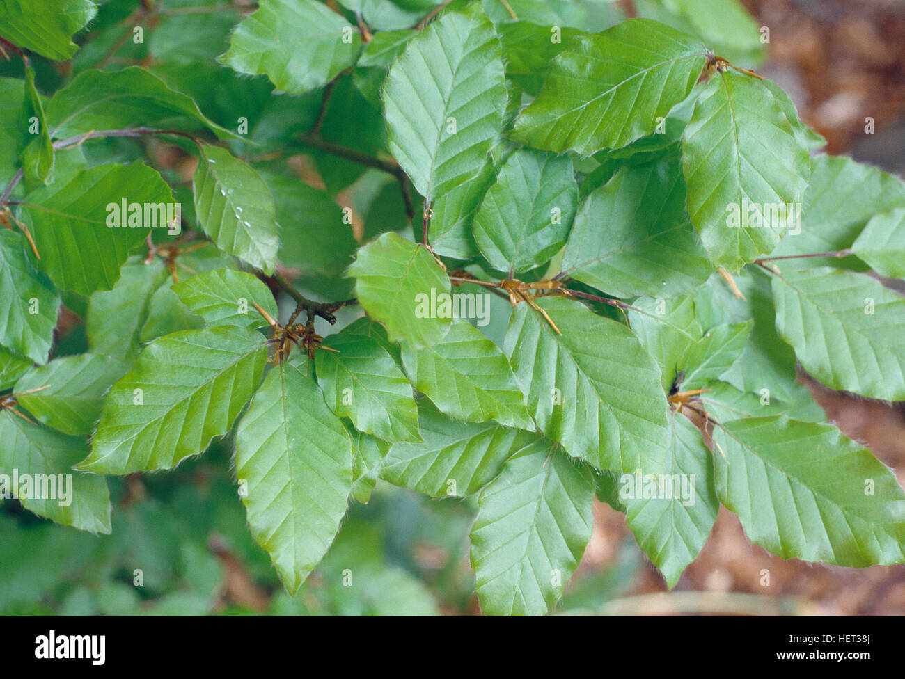 Beech leaves. Close view. Stock Photo