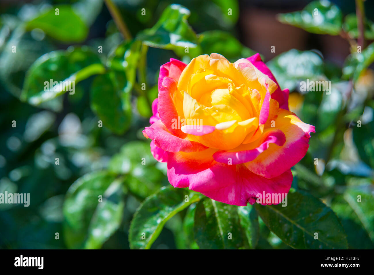 Pink and yellow rose. Close view. Stock Photo